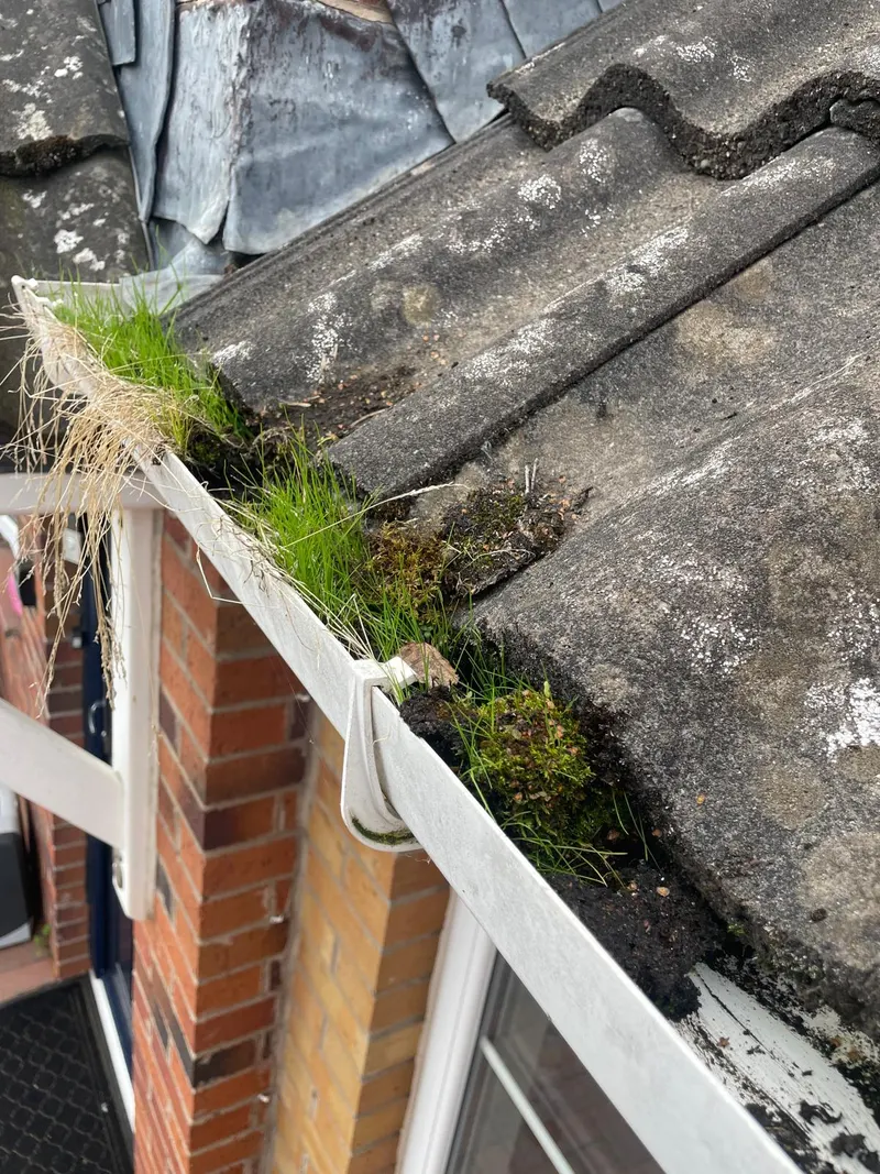 Grass, moss and debris filling a white gutter beside roof tiles